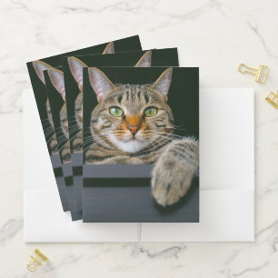 Cutest Baby Animals   Gray Tabby Cat Face Pocket Folder