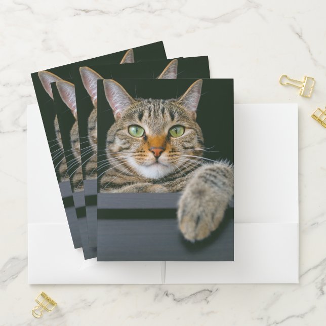 Cutest Baby Animals | Gray Tabby Cat Face Pocket Folder (In Situ)