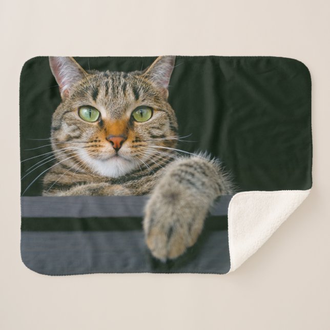 Cutest Baby Animals | Gray Tabby Cat Face Sherpa Blanket (Front (Horizontal))
