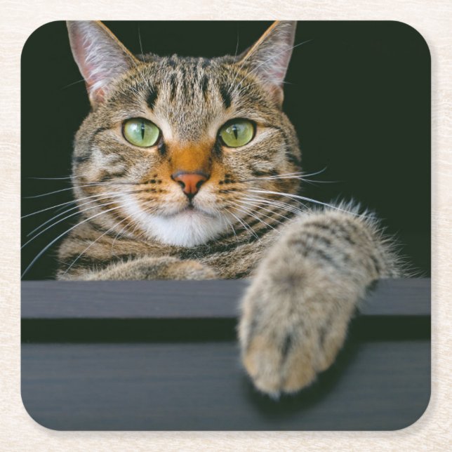 Cutest Baby Animals | Gray Tabby Cat Face Square Paper Coaster (Front)