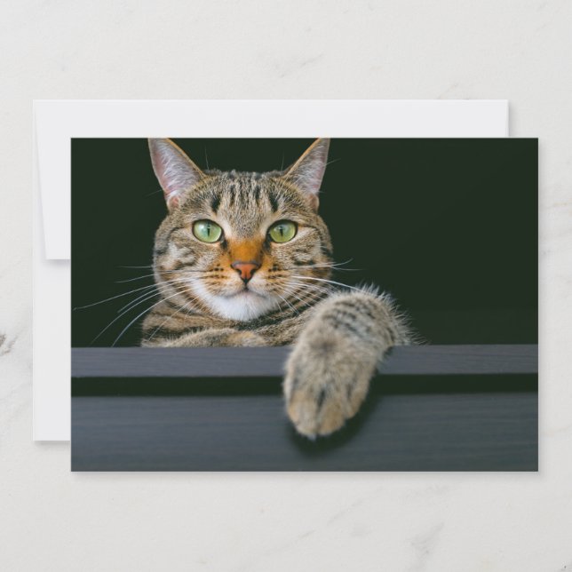 Cutest Baby Animals | Gray Tabby Cat Face Thank You Card (Front)
