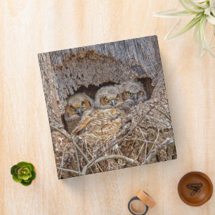 Cutest Baby Animals Great Horned Chicks 3 Ring Binder