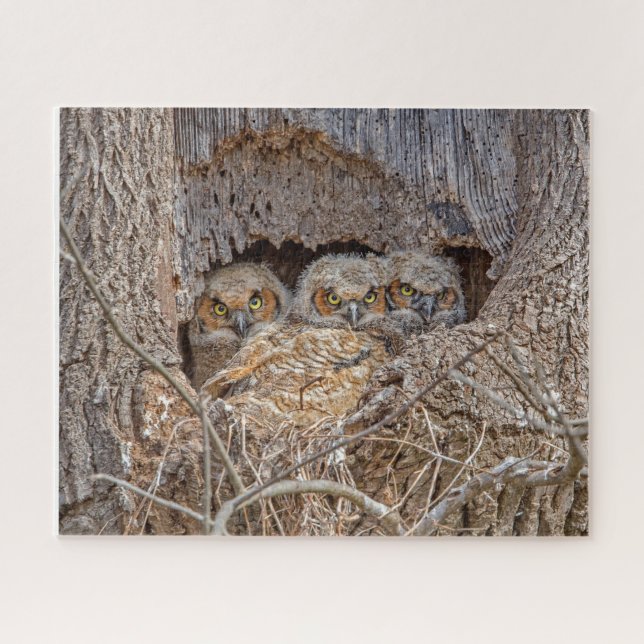 Cutest Baby Animals | Great Horned Chicks Jigsaw Puzzle (Horizontal)