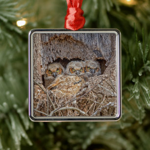 Cutest Baby Animals   Great Horned Chicks Metal Ornament