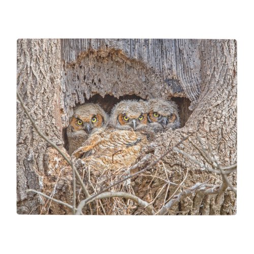 Cutest Baby Animals  Great Horned Chicks Metal Print