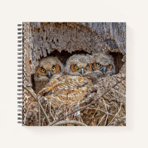 Cutest Baby Animals Great Horned Chicks Notebook
