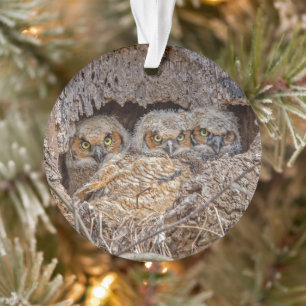 Cutest Baby Animals Great Horned Chicks Ornament