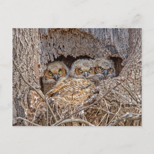 Cutest Baby Animals  Great Horned Chicks Postcard