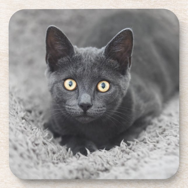 Cutest Baby Animals | Grey Cat Beverage Coaster (Front)