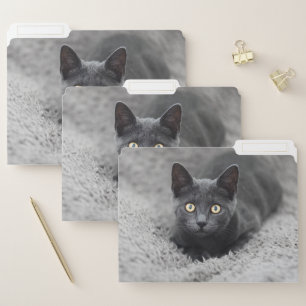 Cutest Baby Animals   Grey Cat File Folder