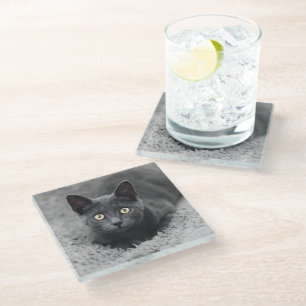 Cutest Baby Animals Grey Cat Glass Coaster