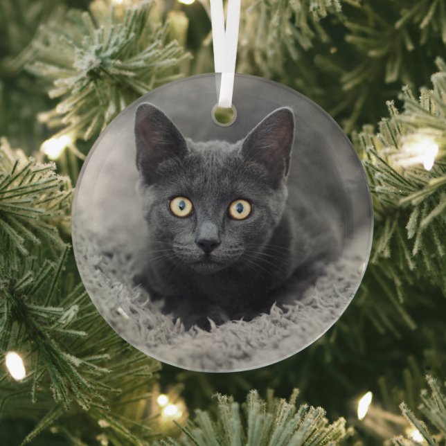 Cutest Baby Animals | Grey Cat Glass Ornament (Insitu)