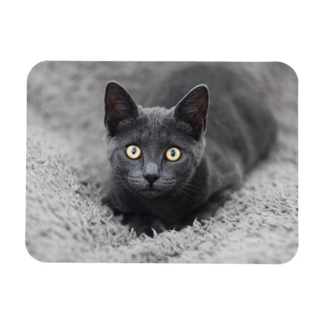 Cutest Baby Animals | Grey Cat Magnet (Horizontal)
