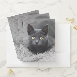 Cutest Baby Animals Grey Cat Pocket Folder