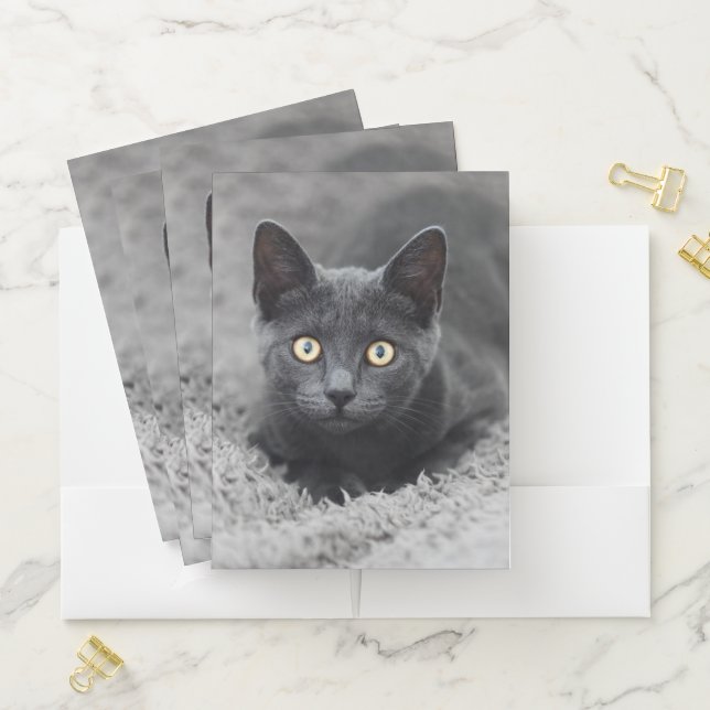 Cutest Baby Animals | Grey Cat Pocket Folder (In Situ)