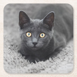 Cutest Baby Animals Grey Cat Square Paper Coaster
