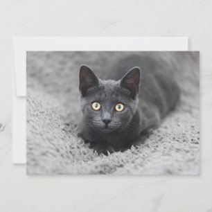 Cutest Baby Animals Grey Cat Thank You Card