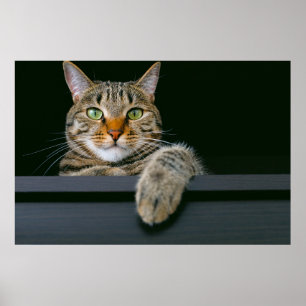Cutest Baby Animals Grey Tabby Cat Face Poster