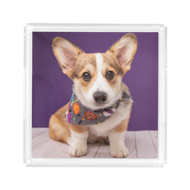 Cutest Baby Animals | Halloween Corgi Acrylic Tray (Front)