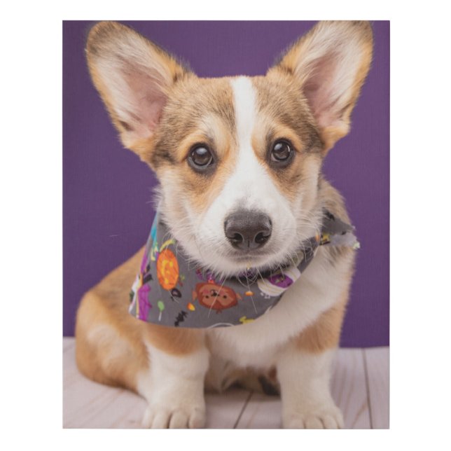 Cutest Baby Animals | Halloween Corgi Faux Canvas Print (Front)