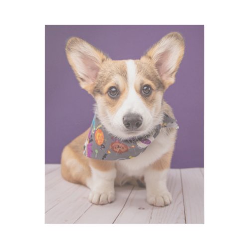 Cutest Baby Animals  Halloween Corgi Gallery Wrap