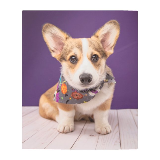 Cutest Baby Animals | Halloween Corgi Metal Print (Front)