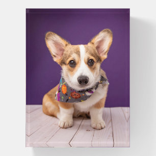 Cutest Baby Animals   Halloween Corgi Paperweight