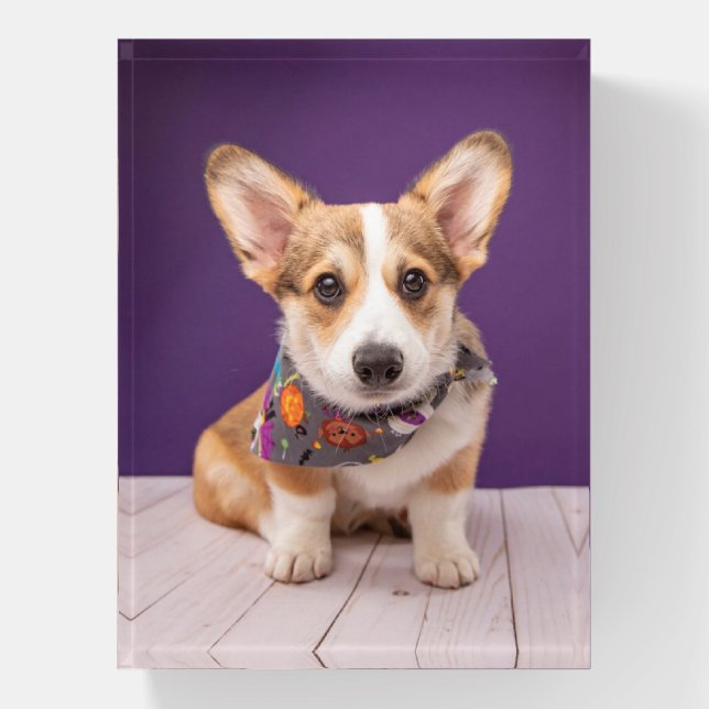 Cutest Baby Animals | Halloween Corgi Paperweight (Vertical)