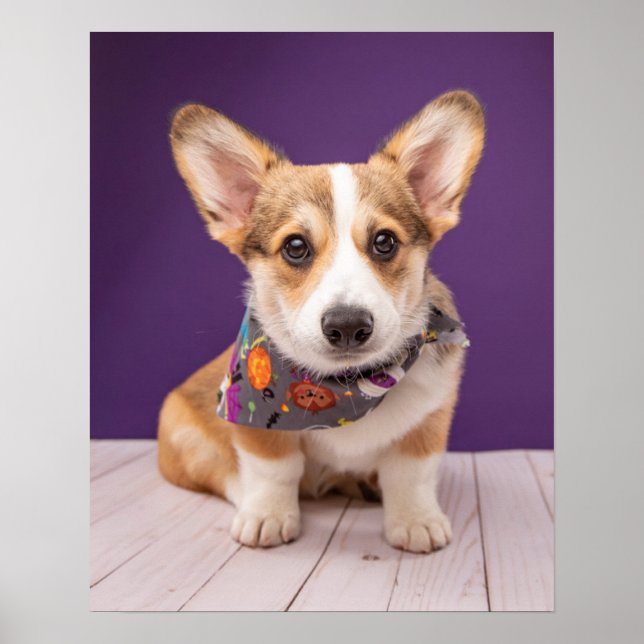 Cutest Baby Animals | Halloween Corgi Poster (Front)