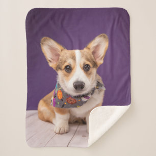 Cutest Baby Animals   Halloween Corgi Sherpa Blanket