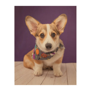 Cutest Baby Animals Halloween Corgi Wood Wall Art