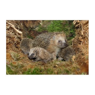 Cutest Baby Animals Hedgehog Family Acrylic Print
