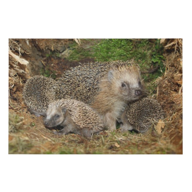 Cutest Baby Animals | Hedgehog Family Faux Canvas Print (Front)