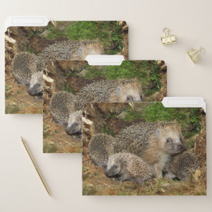 Cutest Baby Animals   Hedgehog Family File Folder