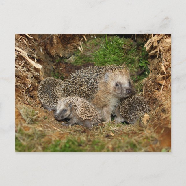 Cutest Baby Animals | Hedgehog Family Postcard (Front)