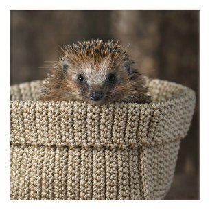 Cutest Baby Animals   Hedgehog in a Basket Acrylic Print