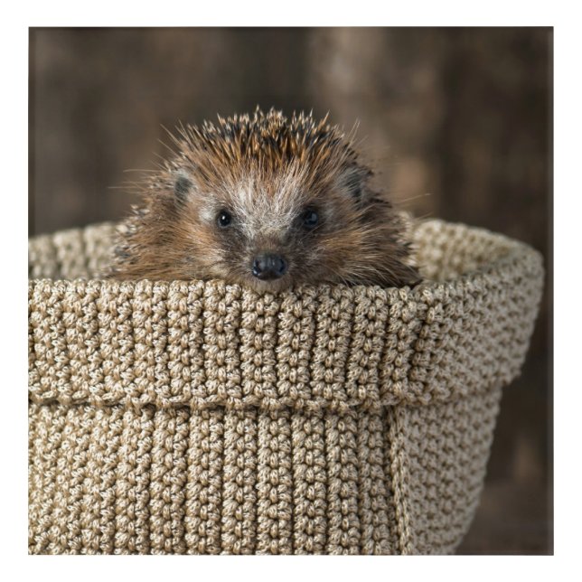 Cutest Baby Animals | Hedgehog in a Basket Acrylic Print (Front)