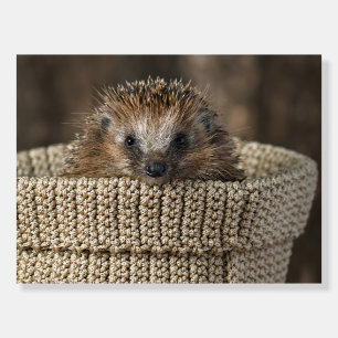 Cutest Baby Animals Hedgehog in a Basket Foam Board