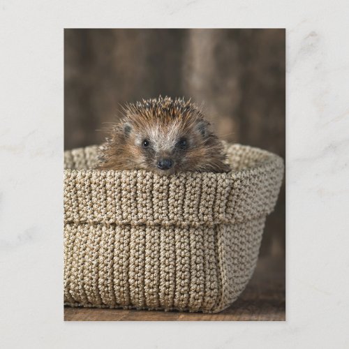 Cutest Baby Animals  Hedgehog in a Basket Postcard