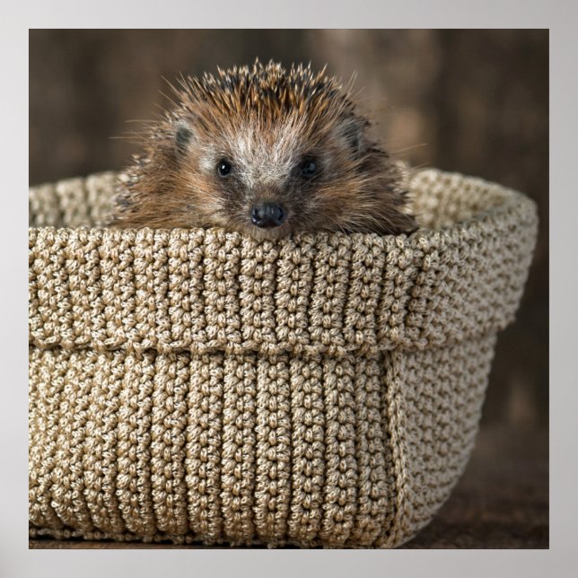 Cutest Baby Animals | Hedgehog in a Basket Poster (Front)