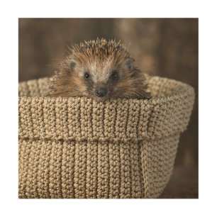 Cutest Baby Animals Hedgehog in a Basket Wood Wall Art