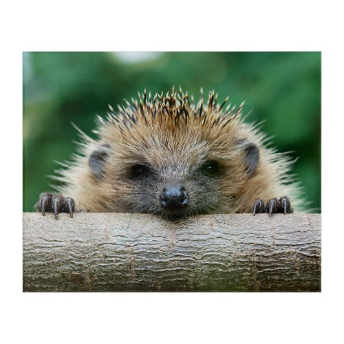 Cutest Baby Animals  Hedgehog Smile Acrylic Print