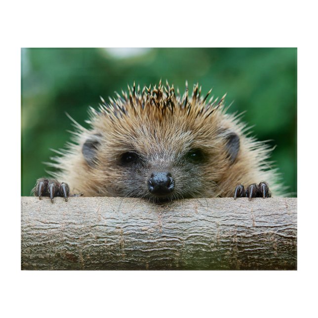 Cutest Baby Animals | Hedgehog Smile Acrylic Print (Front)