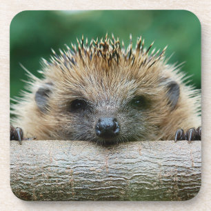 Cutest Baby Animals Hedgehog Smile Beverage Coaster