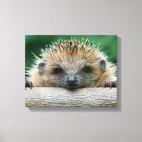 Cutest Baby Animals  Hedgehog Smile Canvas Print