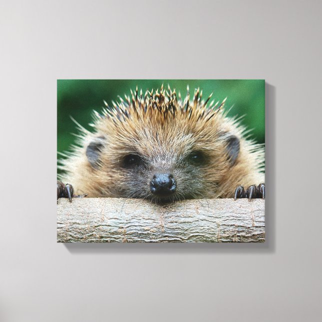 Cutest Baby Animals | Hedgehog Smile Canvas Print (Front)