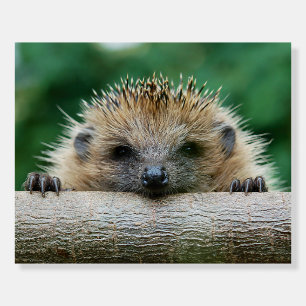 Cutest Baby Animals Hedgehog Smile Foam Board