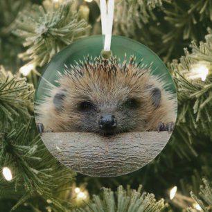 Cutest Baby Animals Hedgehog Smile Glass Ornament