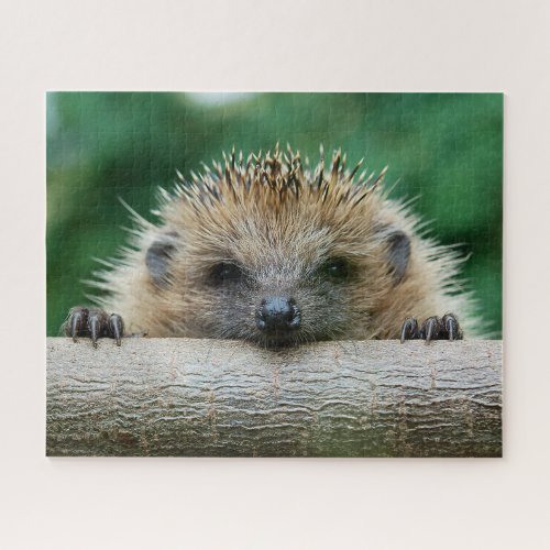 Cutest Baby Animals  Hedgehog Smile Jigsaw Puzzle