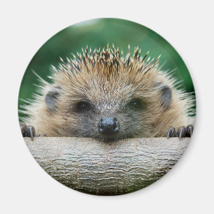 Cutest Baby Animals   Hedgehog Smile Magnet
